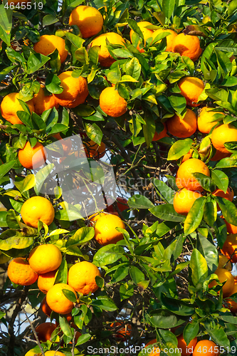 Image of fresh ripe orange on plant