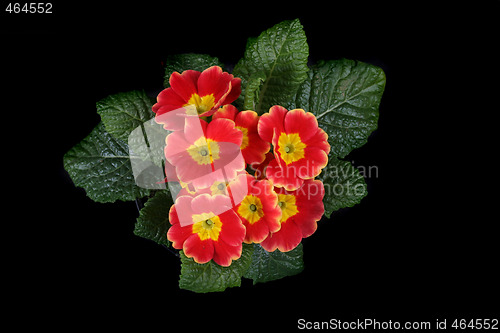 Image of spring flower