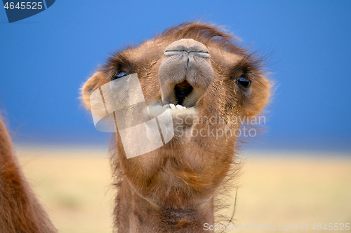 Image of Bactrian camel portrait in desert