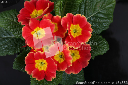 Image of spring flower