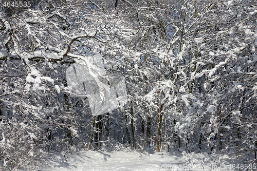 Image of winter forest covered with snow