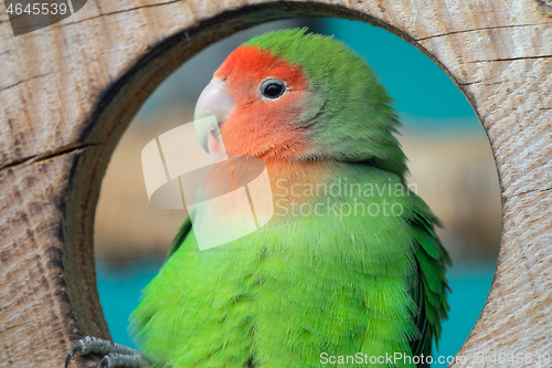 Image of Lilian\'s lovebird green exotic parrot bird