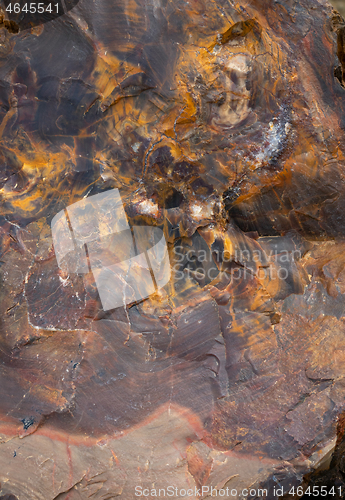 Image of Petrified tree cross section texture