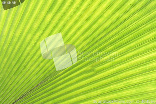 Image of green background