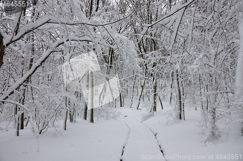 Image of Snow road in winter forest