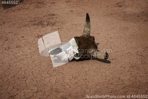 Image of Cow skull on dry cracked soil at drought