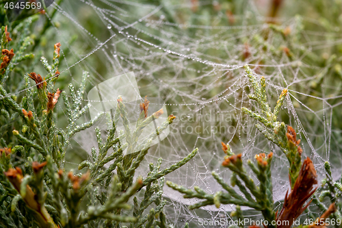 Image of Raindrops on web in juniper needles