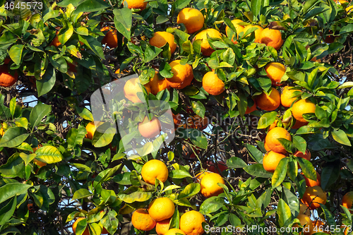 Image of fresh ripe orange on plant