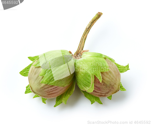 Image of fresh green hazelnuts