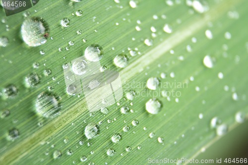 Image of water drops