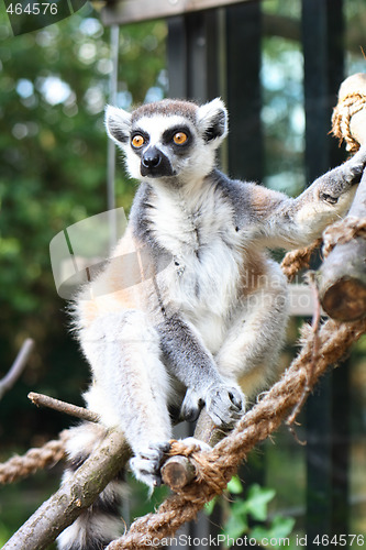 Image of lemur monkey