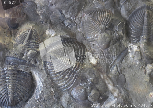 Image of fossil backround