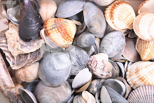 Image of shell background