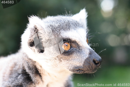 Image of lemur monkey