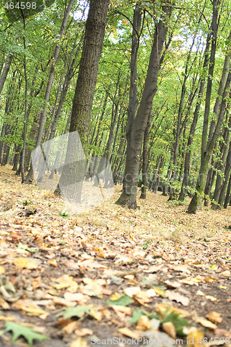 Image of czech forest