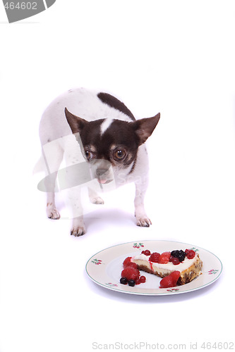 Image of chihuahua and cheesecake