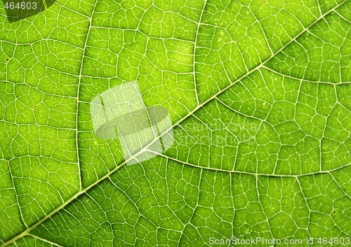 Image of leaf texture