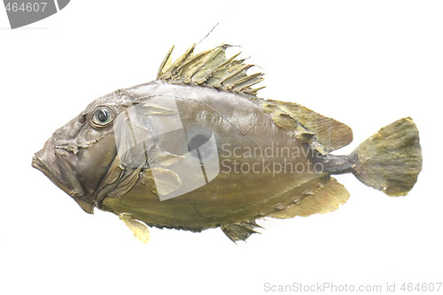 Image of exotic fish 