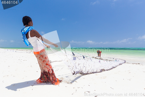 Image of Traditional african local rural fishing on Paje beach, Zanzibar, Tanzania. Traditionally dressed local woman pulling fishing net, catching small fish.