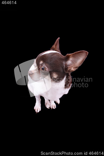 Image of chihuahua