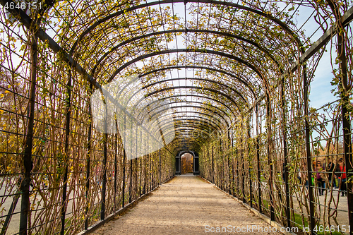 Image of Perspective view of arched tunnel for climbing plants.