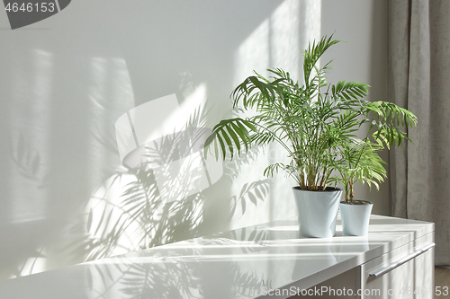 Image of Eco interior corner with glossy surface of stand and green houseplants.