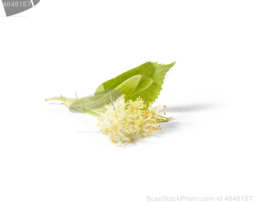 Image of Natural twig of Linden or Tilia tree with yellow flowers.