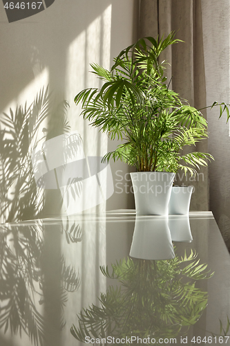 Image of Glossy surface of desk with shadows and reflections from green houseplants.