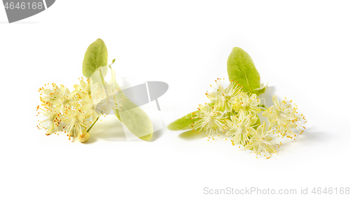 Image of Flowering large-leaf Linden or Tilia twigs with yellow flowers.