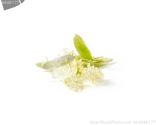 Image of Natural branch of Linden or Tilia tree with yellow flowers.