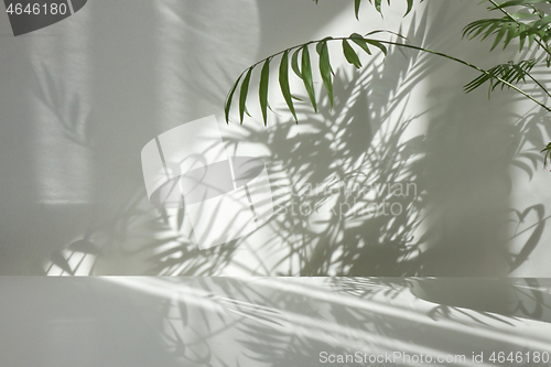 Image of Interior surface with twigs of evergreen tropical palm with shadows on a wall.