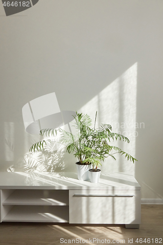 Image of Modern interior place with stylish desk for TV with green houseplant.