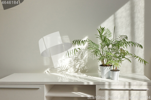 Image of Stylish interior desk with green houseplants and shadows on the wall.