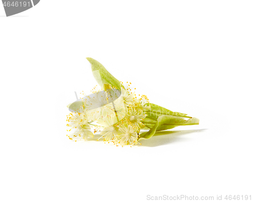 Image of Blooming large-leaf Linden or Tilia twigs with yellow flowers.