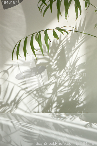 Image of Natural branches of evergreen tropical palm plant with shadows on a wall.