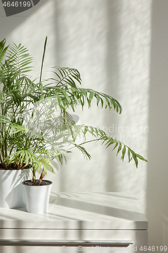 Image of Two flower pots with evergreen houseplant against wall with shadows.