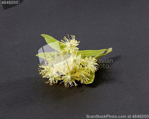 Image of Blossoming natural branch of Linden or Tilia tree with yellow flowers.