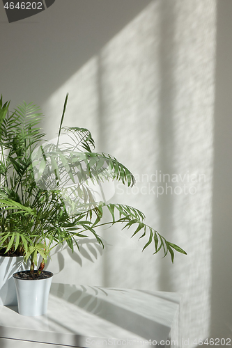 Image of Decorative flower pots with green houseplant against wall with shadows.