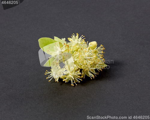 Image of Flowering natural branch of Linden or Tilia tree with yellow flowers.