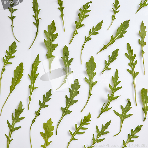 Image of Plant pattern from green freshly picked natural organic arugula leaves.