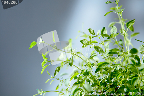 Image of Bunch of freshly natural organic herbal plant against grey background.