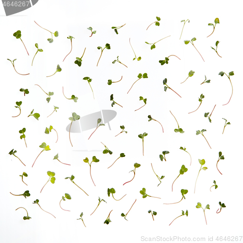 Image of Fresh natural organic microgreen pattern against white background.