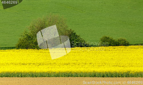 Image of Yellow and green spring field in countryside