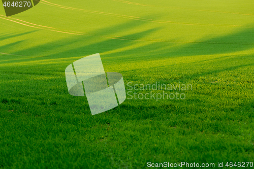 Image of green spring field
