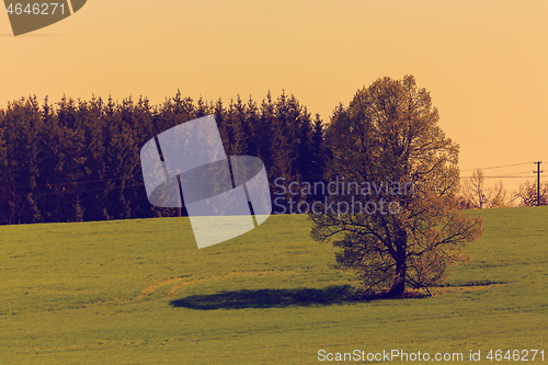 Image of Spring landscape with tree retro color tone