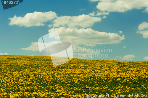 Image of spring flowers dandelions with blue sky