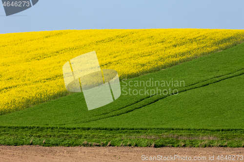 Image of Yellow and green spring field in countryside