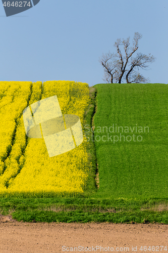 Image of Yellow and green spring field in countryside