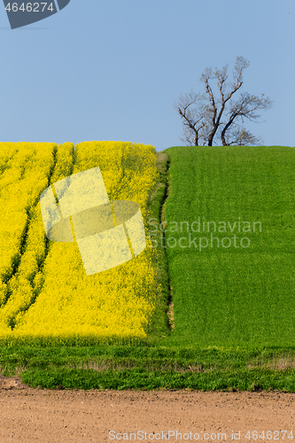 Image of Yellow and green spring field in countryside