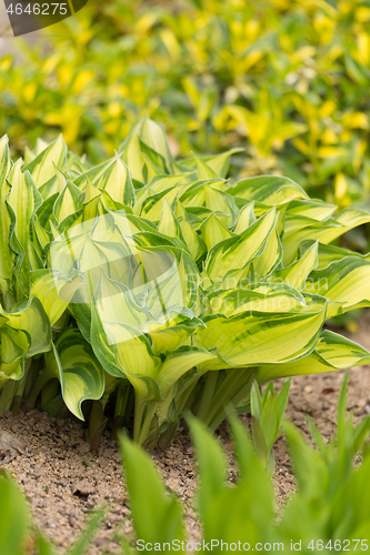 Image of spring green leaves plant in garden